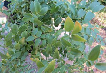 The 'leaves' are flattened stems that resemble leaves 