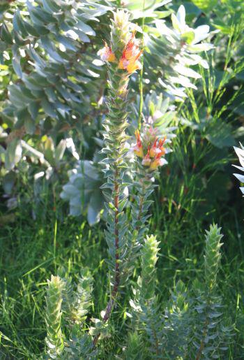 A grafted plant growing in the garden (Robbie Thomas)