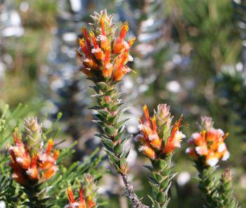 Mimetes capitulatus (Robbie Thomas)