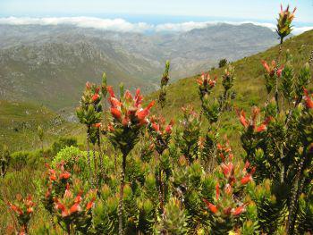 Mimetes capitulatus in the Kogelberg (Nick Helme, iSpot)