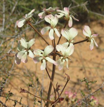 A form with cream coloured flowers