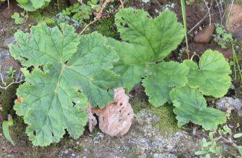 Leaves are large, softly hairy, prostrate, ovate and somewhat lobed.