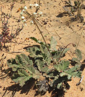 Growing in sand fynbos