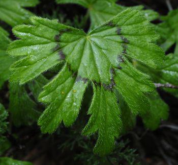 Simple, 5-palmate, hairy leaves, often with a reddish zonal marking