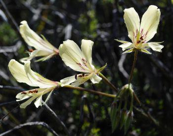 Pelargonium articulatum, cream or white flowers in early summer