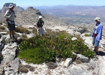 An approx. 3 m diameter plant in habitat on Shadow Peak, Cederberg Mountains.