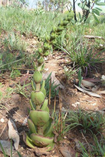 Crassula capitella subsp. nodulosa in habitat (Andrew Hankey)