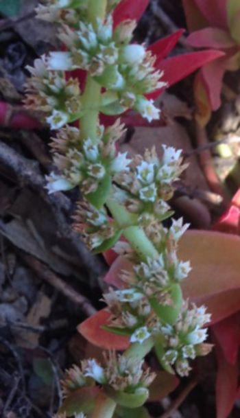 Tiny, star-like, white flowers are borne on tall, stout stems in summer