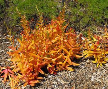 leaves mature from lime-green to bright red