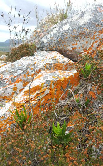 Aloiampelos juddii, in habitat