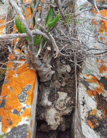 Older specimens develop an underground, succulent to near-woody caudex.