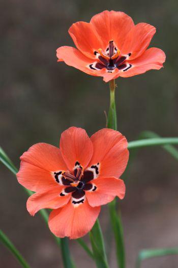 The flowers have prominent, deep brown markings to attract its beetle pollinators