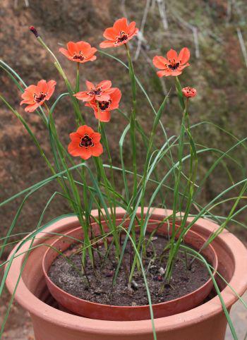 A delicate species unsuited to irrigated garden beds or rockeries but not too difficult to grow in containers.