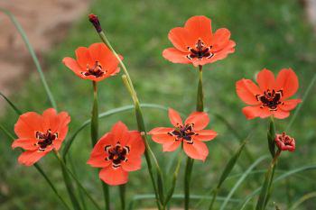 Moraea insolens 