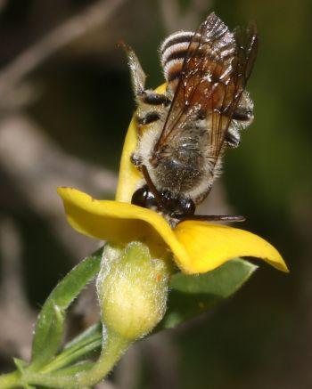 In the field, bees were observed visiting the flowers (Photo Brian du Preez)