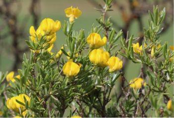 A rounded shrub up to 1 m