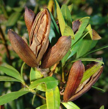 Paired woody capsules split open to release winged seeds (Geoff Nichols)