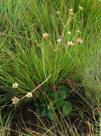 Grows in mountain grassland in the Eastern Cape, KwaZulu Natal and Free State, and Lesotho