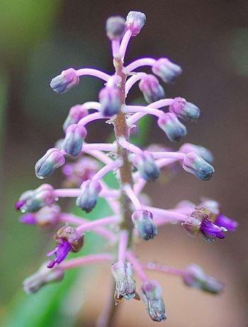 Unbranched spikes bearing several, small, pink flowers