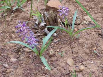 Ledebouria minima in habitat