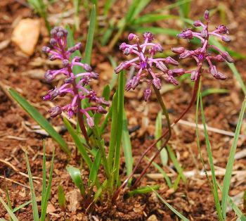 Ledebouria minima 