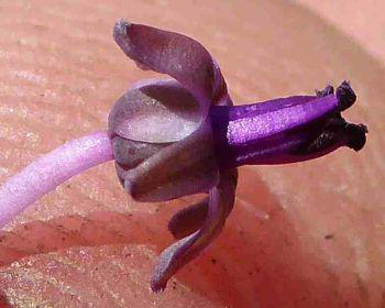 Flowers with strongly recurved tepals, protruding violet filaments, on a short, pale purple pedicel 