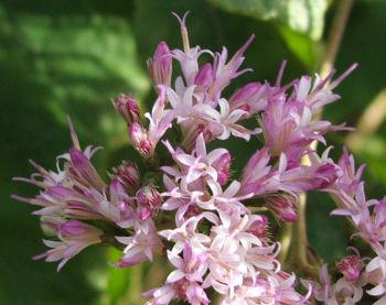 An inflorescence of many tiny florets clustered together.