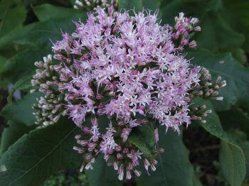 Gymnanthemum myrianthum flower head