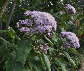 The flower heads clump together at the tips of the stems