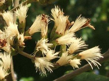 Fluffy white seeds appear soon after flowering.