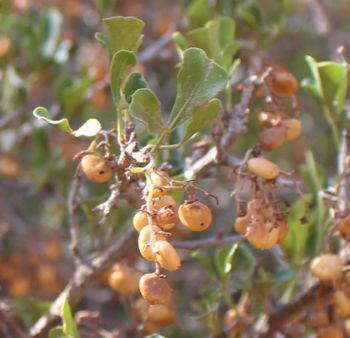 The ripe, dried fruits are edible and an ingredient in mead