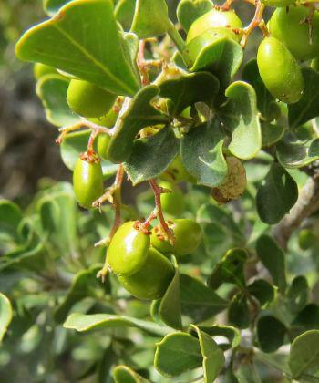 Thinly fleshy fruits are borne on female plants, green maturing to reddish brown.