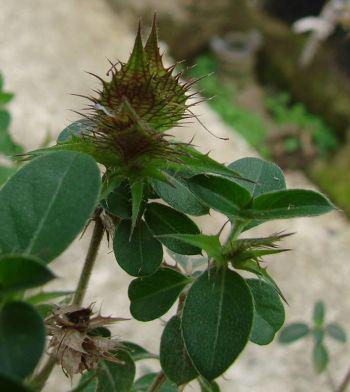 Calyx lobes and bracteoles