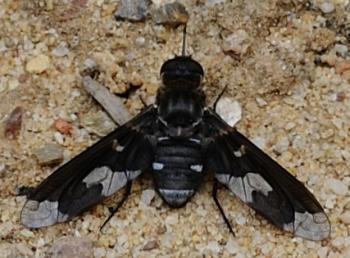 Flowers are pollinated by bee flies