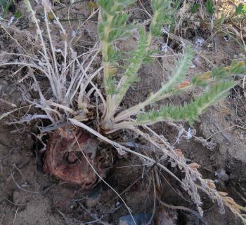 Porcupines and molerats eat the tubers