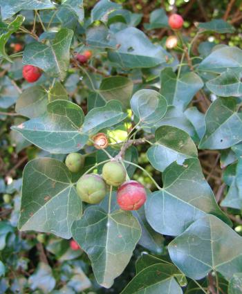 Almost spherical fleshy fruits, red when mature (Photo Geoff Nichols)