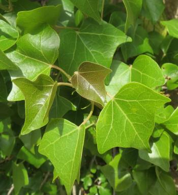 3-lobed, ivy-like leaves