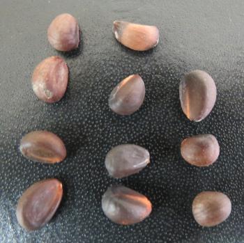 Thespesia acutiloba seeds
