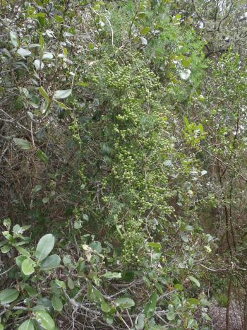 Asparagus africanus in Goukamma Reserve (Photo Nicola van Berkel, iSpot)