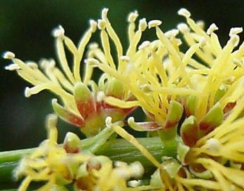 Entada rheedii flowers (Photo Geoff Nichols)