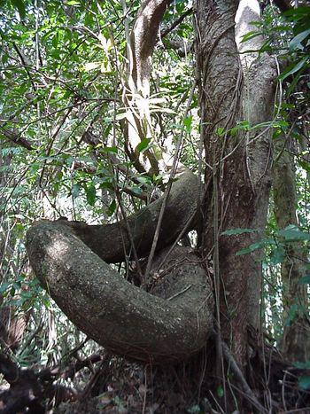 Entada rheedii twining stem  (Photo Geoff Nichols)