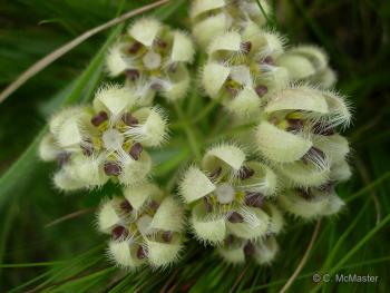 Fanninia caloglossa inflorescence showing the intriguing flowers (Photo Cameron McMaster)