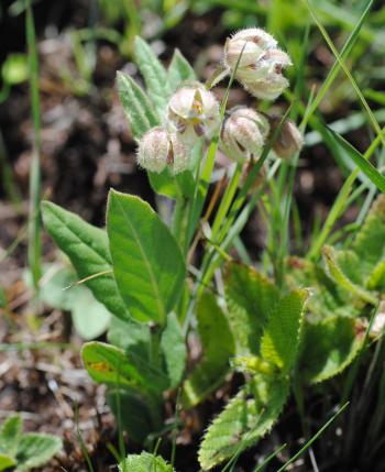 Fanninia caloglossa in habitat