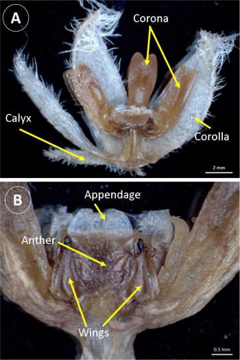 A, side view of the flower showing the corona (2 of these removed), calyx (4 of these removed) and corolla (2.5 of these lobes removed). B, close-up of the gynostegial column (central part of the flower).