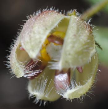 Fanninia caloglossa, close-up of a flower