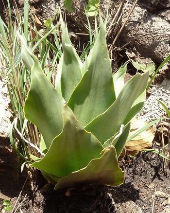 Ledebouria marginata. Kalkheuwel giant form.