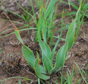 Ledebouria marginata. Marievale dwarf form.