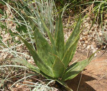 Ledebouria marginata. Magaliesberg.