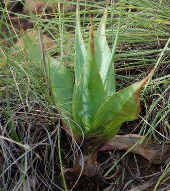 Ledebouria marginata. Fouriesberg.