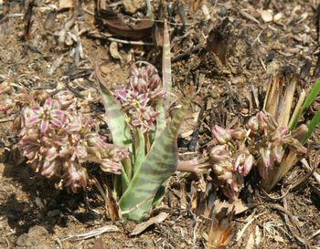 Ledebouria marginata. Belfast dwarf form.